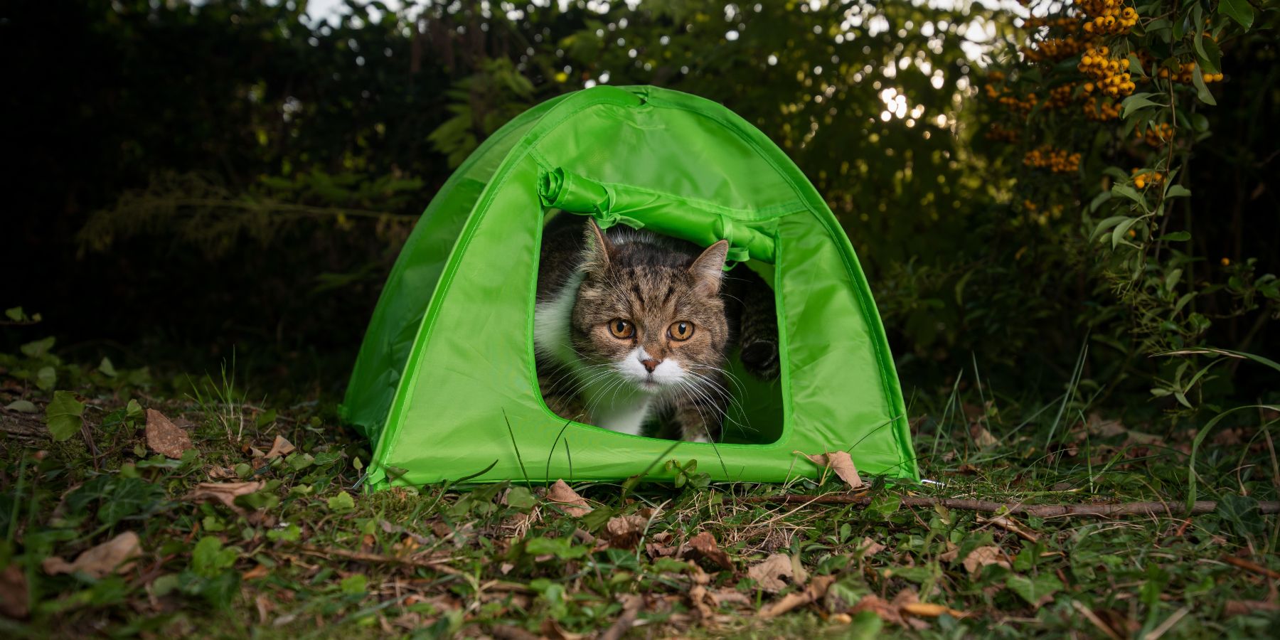 What Are Essential Safety Tips for Camping with Felines?