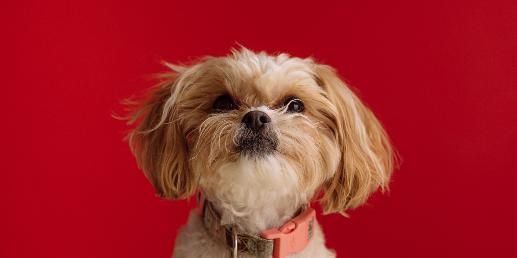 The Shih Tzu Terrier Mix: Origins and History